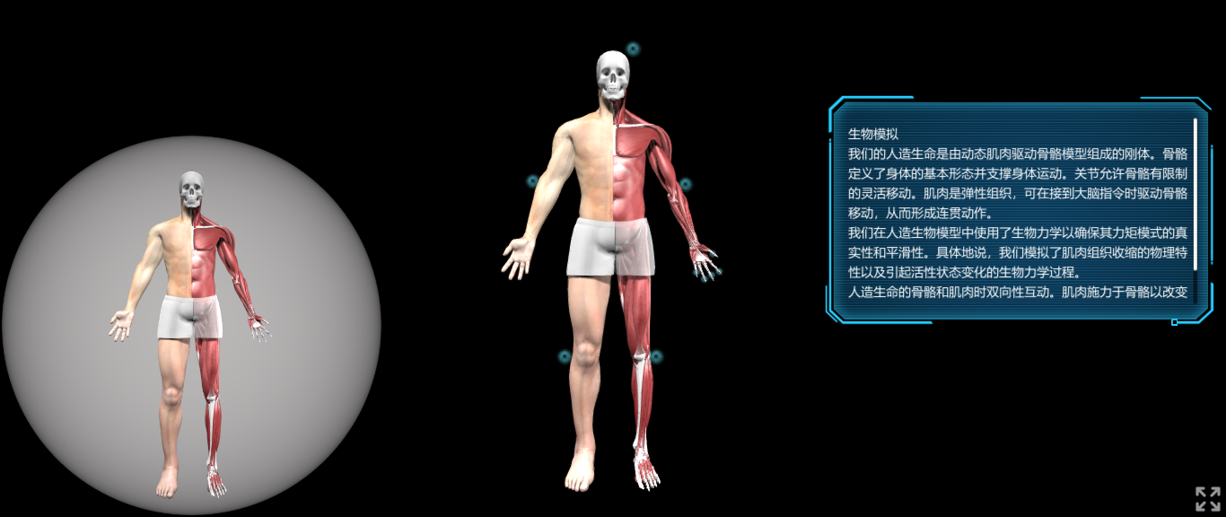 人体医学3D模型WebGL展示